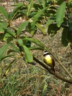 Cocolisso cabaña 1 - 5