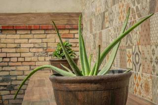 Hotel Victoria Monterrey - 4