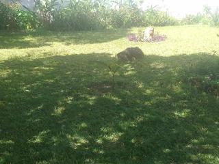 Rose's Garden Cottages - 5