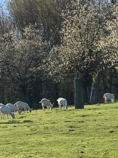 Maison Lion Luxe gastenverblijf - 8