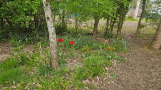 DGG Woodland Escape - 6