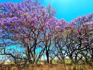 Appaloosa Glamping Tent Lake View - 7