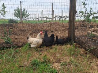 Agriturismo Bio Pian Dei Casali - 1