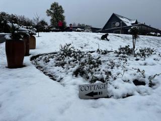 Haze Inn Cottages Wattle - 4