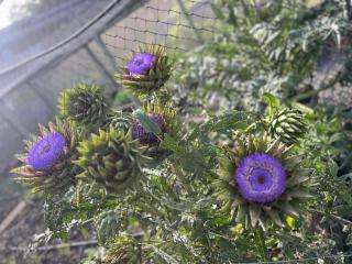 Haze Inn Cottages Wattle - 1