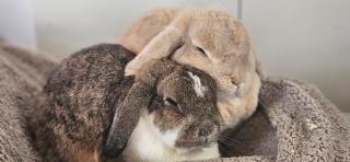 Ferienwohnung Cielo Mountain - Ringberg - 5