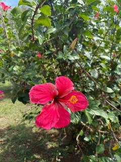 F3 tropical à 10 minutes de la plage - 7