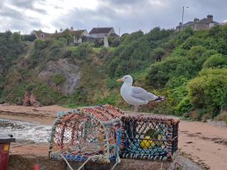 Links Cottage - Crail - 6