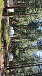 Woodpecker glamps & Resort - 3