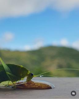 Casa Concha na Vila da Montanha - 4