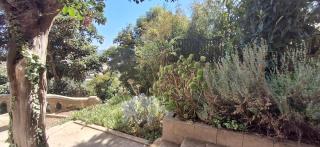 El gran Jacarandá - 8