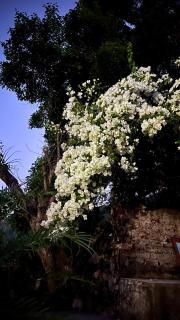 Mystics Nest 3BHK Villa Rishikesh - 6