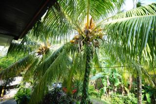 The Galuh Pekutatan - 1