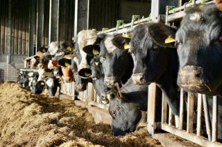 Vakantiewoning Kalverliefde - 5