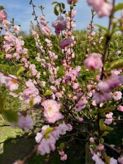 VT wonen stijl vakantiebungalow nabij zee, strand, bos en duinen voor 6 personen - Warmenhuizen - 5