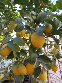 Eco houch Gafsa - authentisches Atriumhaus - 9