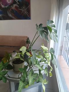 La casa de Napoli - 8