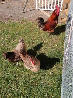 Au relais du coq hardi - 4