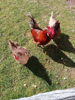 Au relais du coq hardi - 3