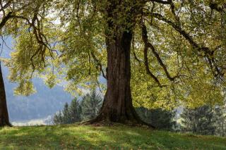 Sonnenbichl Ferienwohnungen - 3