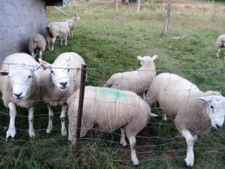 Au relais du coq hardi - 5