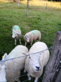 Au relais du coq hardi - 6