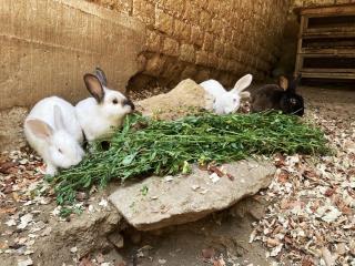 Casona de Paz - Hospedaje Campestre - 2