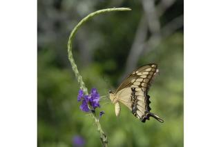 Villa Mariposa - Peaceful Mountain Getaway - 2