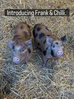 Tylda Tents at Heydaze Campsite - 5m Luxury Bell Tent "Beaver" - 9