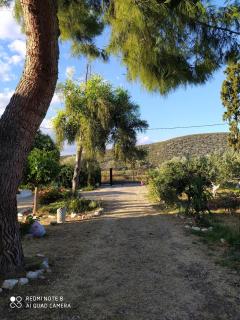 Perivoli, Olive & Pomegranate orchard - 8