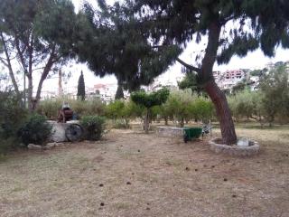 Perivoli, Olive & Pomegranate orchard - 5