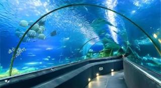 Alice's home Times city - 2