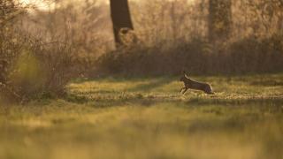 Natuurhuis Appel - 2