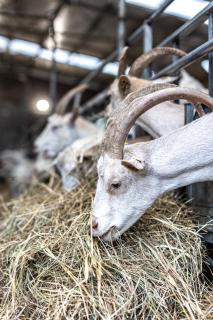 Agriturismo Why Farm - 9