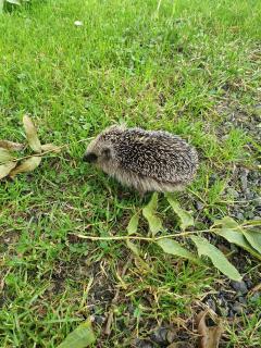 Het Groene uitzicht - 3