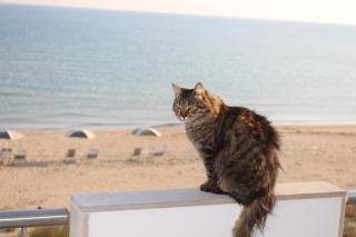 Dimore di Mare - Termoli - 5