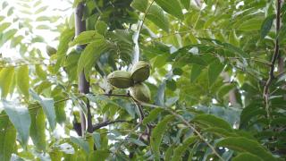 Pecan Nook - 1