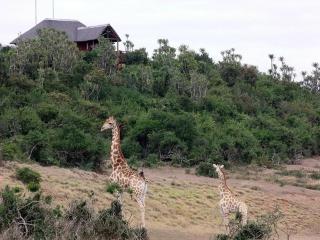 Addo Nyala Guest Lodge - Paterson - 8
