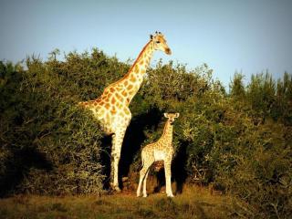 Addo Nyala Guest Lodge - Paterson - 7