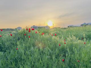 Authentic Village Homestay Samarkand - 1