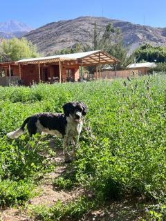 Mystic Seron Cabaña - 9