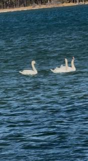 Tiny House at Piney point - 5