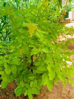 Grandmila Resort - 5