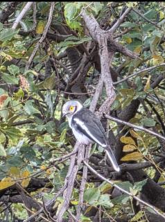 129B African Bushveld - 3