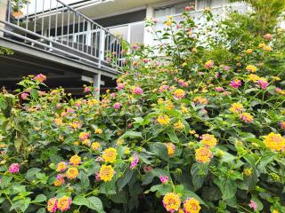 King Guest Room 2 with Full Kitchen & Free Parking - 9