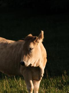 Die neue Weizerhütte - 1