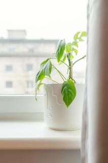 Stylish 1BR - Local Market Vibes - 10 min to Nivy - 2