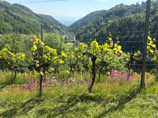 Der Manfred & die Seinen - Urlaub im Weingarten - 9