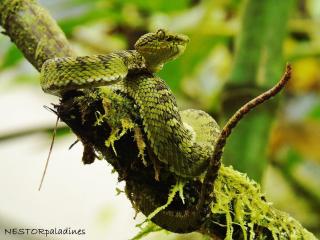 Boana Explora Pachijal - 2