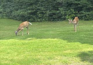 Private, Quiet Vermont Studio With Mountain Views - 6